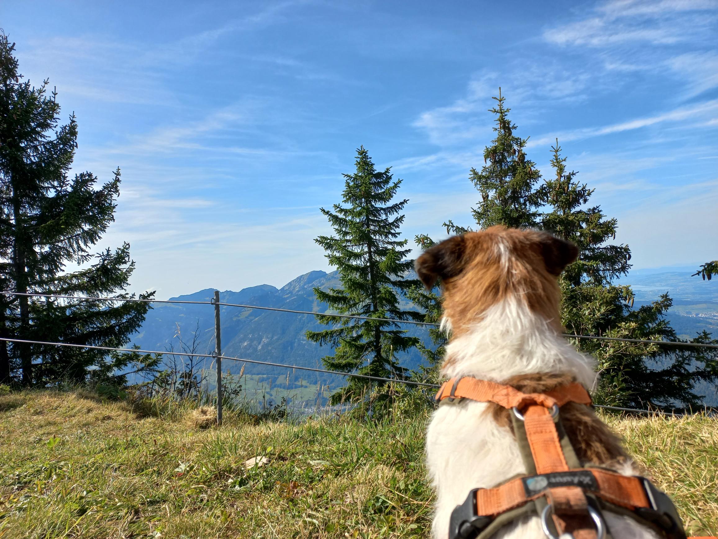 Dog enjoys view in Switzerland